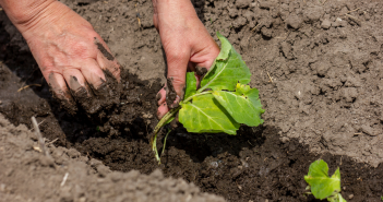 Supply Chain Disruptions In Agri-sector - India Employer Forum