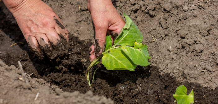 Supply Chain Disruptions In Agri-sector - India Employer Forum